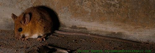 Asiatic long-tailed climbing mouse